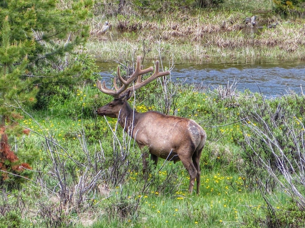Bull Elk along the Colorado River Headwaters. Never feed or approach the wildlife!